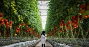 تعرفه گازبهای گلخانه‌ها کاهش یافت