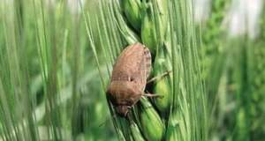 مشکلی در روند کنترل آفت سن گندم در کشور وجود ندارد