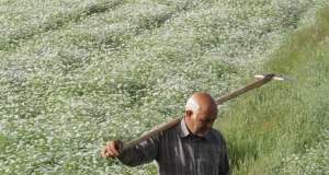 جشنواره گشنیز در سال ۱۴۰۴ در نهاوند برگزار می‌شود