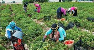 گسترش پوشش بیمه اجتماعی روستاییان و عشایر گیلان