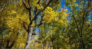 طرح ابتکار سبز در خاورمیانه با کاشت ۵۰ میلیارد درخت