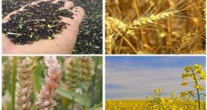کشت کلزا و جو در کشور کاهشی شد