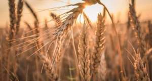 خرید تضمینی گندم آغاز شد