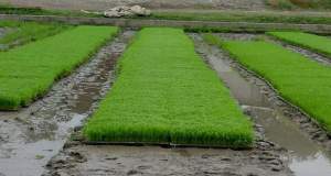 خزانه‌های برنج پر، خزانه شالیکاران خالی‌تر از همیشه