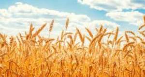 تغییر قیمت خرید تضمینی گندم به سال زراعی آینده موکول شد