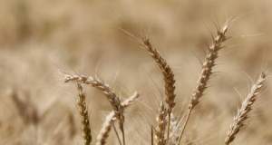 قیمت خرید تضمینی گندم به‌روز می‌شود؟