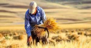 نرخ پیشنهادی خرید تضمینی هر کیلوگرم گندم ۲۴ هزار تومان اعلام شد