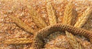 قیمت سبوس گندم آزاد شد