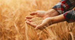 تاکنون ۲۰۰ تا ۲۵۰ هزار تن گندم، خرید تضمینی شد