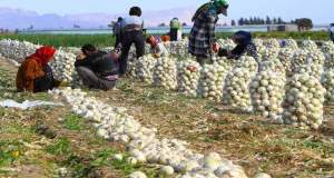 علت مازاد پیاز روی دست کشاورزان چیست؟