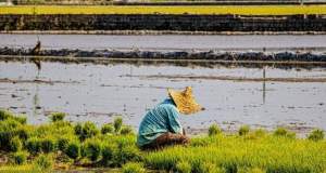 سازمان حفظ نباتات مسئول پایش باقی‌مانده سموم کشاورزی است
