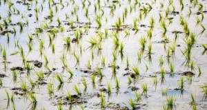 کشت برنج در خوزستان ممنوع شد