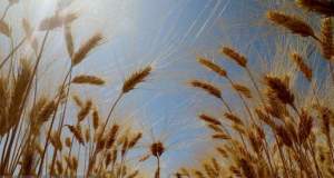 اما و اگرهای خرید خوشه‌های طلایی از اصلاح قیمت تا خرید کیفی