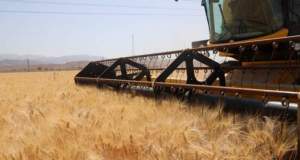 نرخ خرید تضمینی گندم ۱۴۰۵-۱۴۰۴ تا پایان خرداد تعیین می‌شود