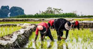 تولید برنج با معیشت مردم تناسب ندارد