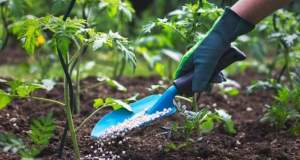 تولید کود شیمیایی در کشور ۳۰ درصد افت کرد