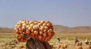 اشکی که پیاز درآورد