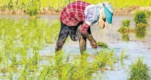 حذف طبقاتی برنج ایرانی