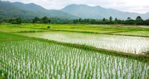 پیش بینی کاهش قیمت برنج با ورود محصول امسال ‌و واردات