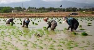 برنج ۶۰ هزار تومانی ۲۰۰ هزار تومان به دست مصرف‌کننده می‌رسد