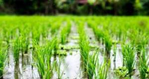 قیمت «برنج ایرانی» به بالاترین سطح رسید، هر کیلو برنج دودی و قهوه ای ۳۶۰ هزار تومان!