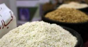 برنج ایرانی به زودی ارزان‌ می‌شود/ ریزش شدید قیمت‌ها تا دو هفته آینده