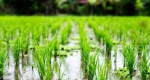 قیمت ۳۰۰ هزارتومانی برنج‌منطقی نیست