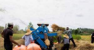 پیش‌بینی کاهش قیمت برنج در ماه‌های آینده