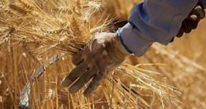 نان ۸۵ میلیون ایرانی گروگان تأخیر در تصمیم‌گیری