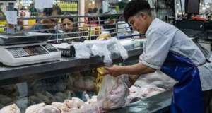 زنگ قرمز در بازار مرغ؛ آیا قیمت پرواز می‌کند تا کیلویی ۲۵۰ هزار تومان؟