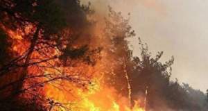 توقف گسترش آتش‌سوزی در الیت