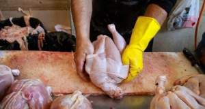 علت نوسانات بازار مرغ چیست؟ / مرغ‌ها گرسنه‌اند