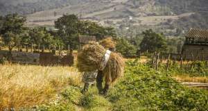هشدار خروج گندم از چرخه خرید تضمینی